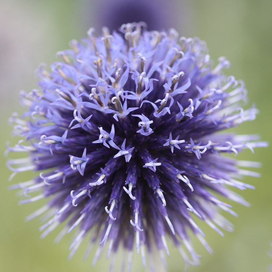 25 Seeds Blue Globe Thistle (Echinops Ritro) New Fresh Seeds
