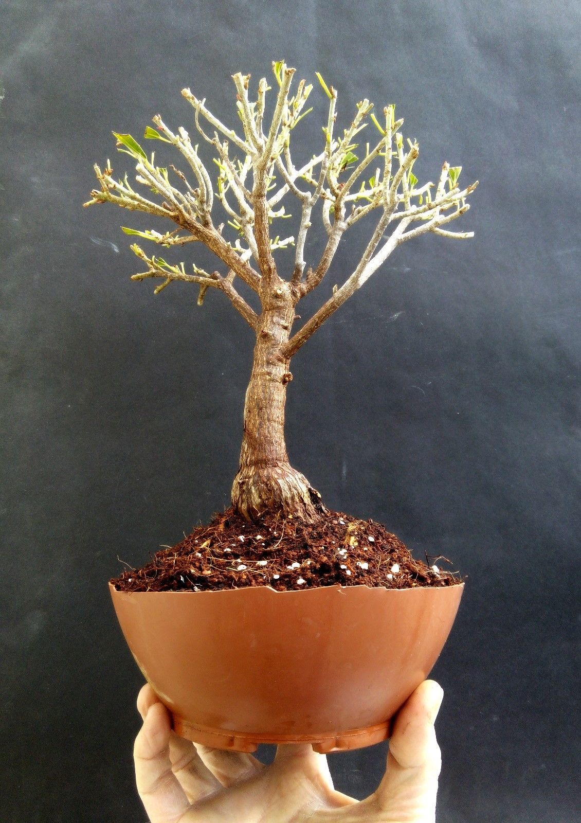 Bonsai Ficus Nerifolia Self Design Plant+Wires for Design Plants