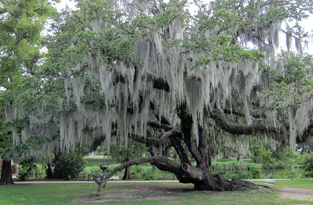 1-gal-bag-fresh-live-spanish-moss-from-my-trees-in-florida-other