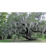1 Gal. bag Fresh Live Spanish Moss from my trees in Florida - $22.49