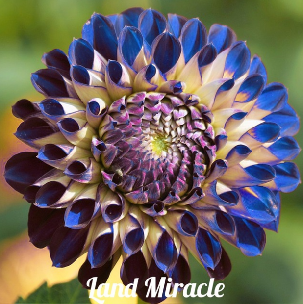 50 SEED Rare Blue Purple Fireball Dahlia Flower Seeds Perennial Plant Dahlia A Perennial Seeds