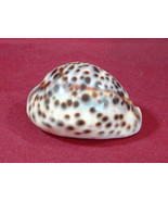 Natural Tiger Cowrie Cowry Cypraea Tigris Sea Shell 8 cm  - $6.99