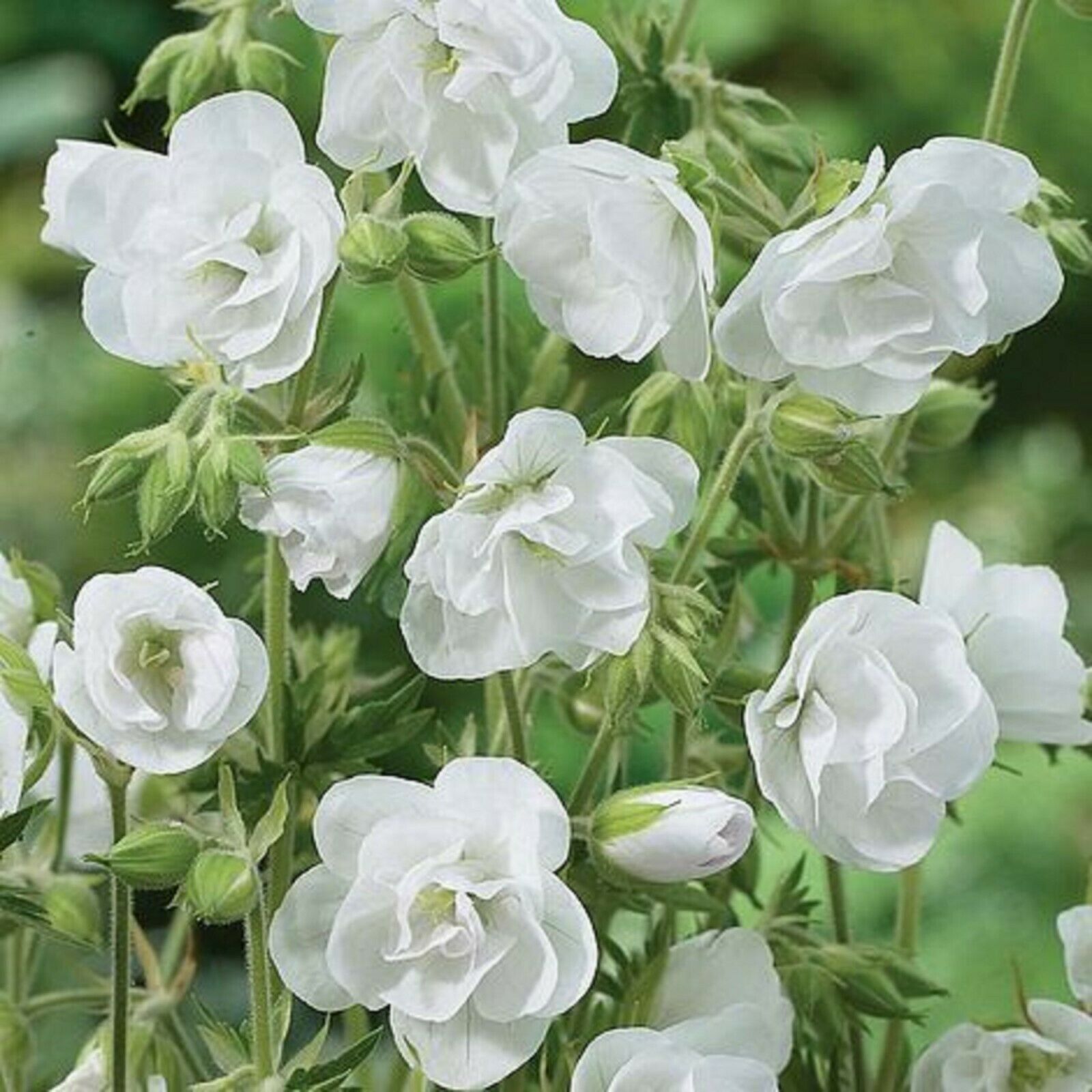 10 Double White Geranium Seeds Flowers Perennial Flower Seed Bloom ...