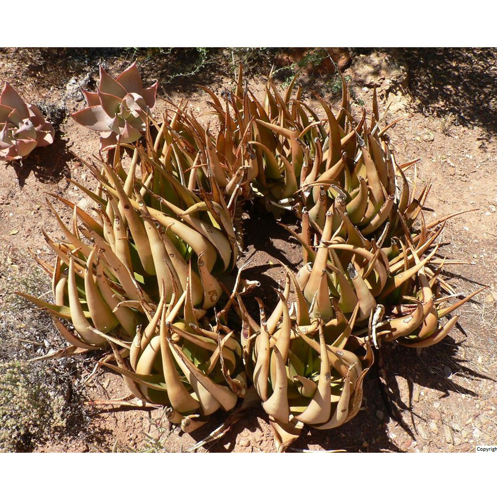 10 seeds Aloe lutescens Succulents Garden Plants - Plants & Seedlings