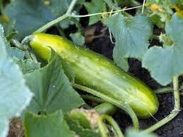 Cucumber Seed, Long Green Improved, Heirloom, Organic, Non Gmo, 50+ Seeds, - $3.95