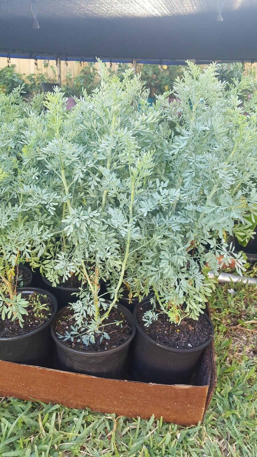 Ruda Plant Common Rue Ruta graveolens Herb of Grace 12