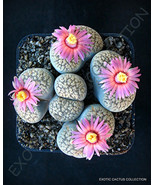 RARE LITHOPS VERRUCULOSA ROSE OF TEXAS @@ exotic living stone rock seed 50 SEEDS - $9.99