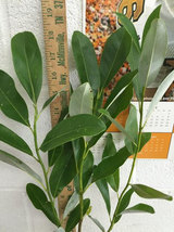 SWEETBAY MAGNOLIA qt. pot  Laurel Magnolia, Swamp Magnolia - (Magnolia virginian image 5