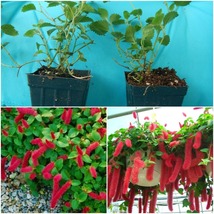 Summer Love Acalypha Pendula Chenille Plant Aka Fire Tail Or Cat Tail Garden JS - $41.99