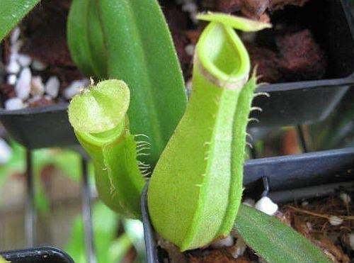 Nepenthes albomarginata purple green variant pitcher