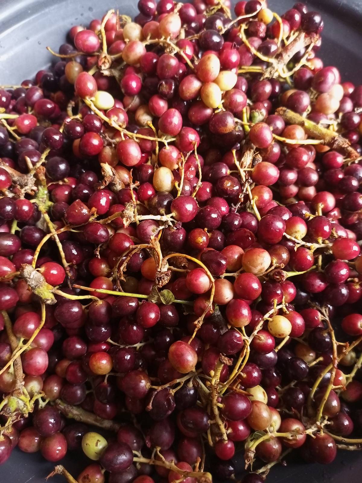 Lannea microcarpa, African grapes, 10 seeds for 10 USD, shipping cost is 10 USD,
