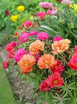 100 Seeds - Mix Moss Rose - Portulaca Grandiflora - Ground Cover - $8.45