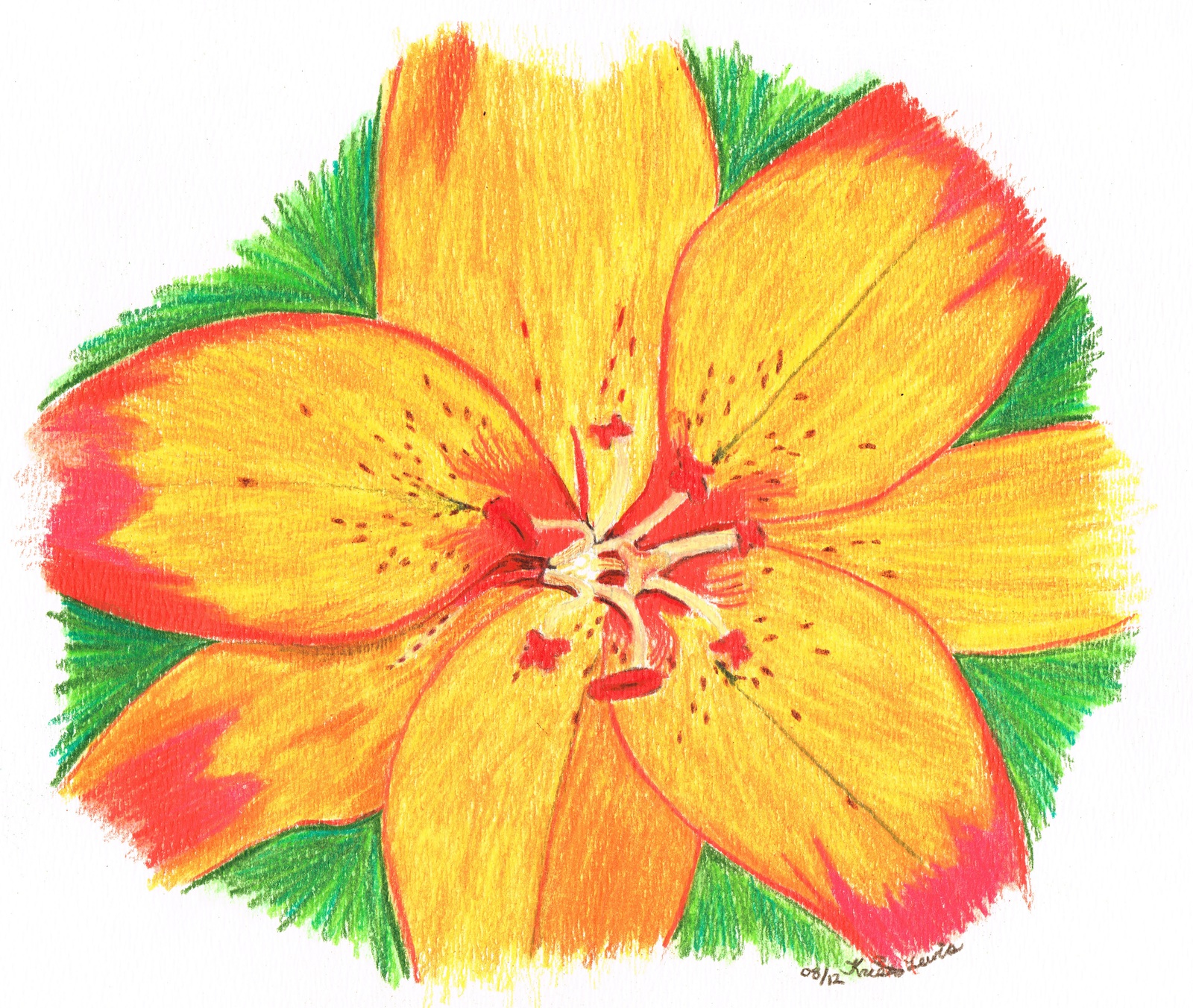 Tiger lily coupons