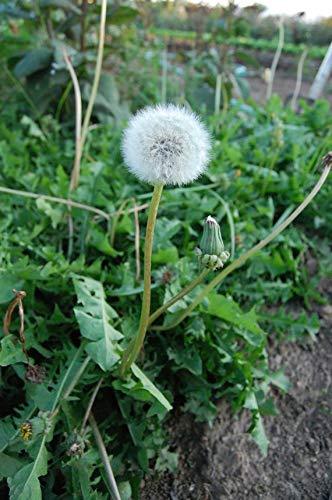 (~50): Seeds True Wild Dandelion
