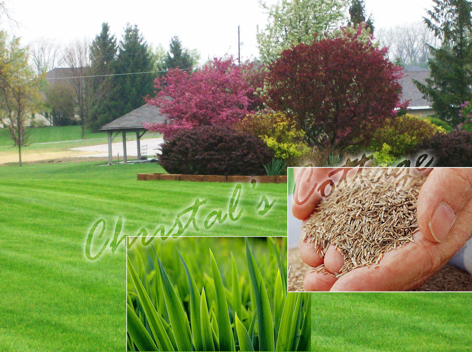 250g HARD WEARING LAWN GRASS SEED CREATE REPAIR ENHANCE - $7.89