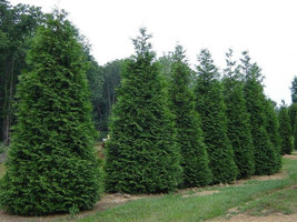 25 Green Giant Arborvitae  plants  2.5" pot image 1