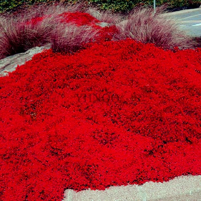 ROCK CRESS bonsai Perennial Creeping Thyme plant Ground cover flower