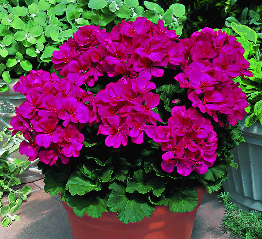 10 Seeds Geranium Zonal Maverick Series Violet Flower Annual & Biennial Seeds
