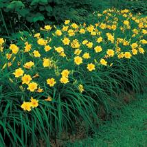 Stella de Oro Daylily 25 fans/root systems re-blooming yellow blooms image 4