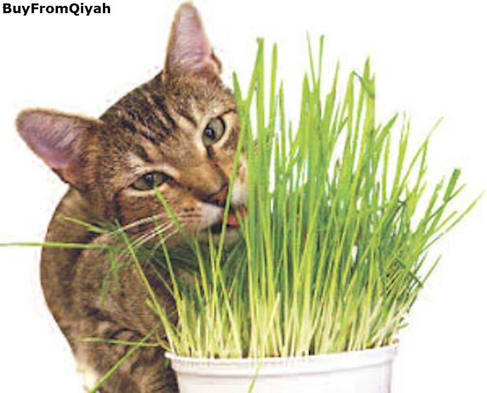 Todd's Seeds, Wheatgrass Seeds, One Pound, Cat Grass Seeds, Hard Red Wheat, Food - $19.49