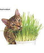 Todd&#39;s Seeds, Wheatgrass Seeds, One Pound, Cat Grass Seeds, Hard Red Whe... - $19.49