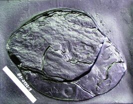 Giant 25"x30"x2" Fieldstone Stepping Stone Mold Makes Concrete Wall Rocks #25302 image 2