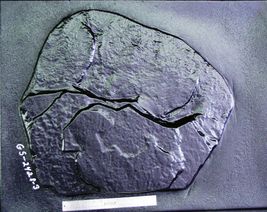 Giant Fieldstone Stepping Stone Mold 24"x30"x3" Make Concrete Wall Rock #GS24303 image 2