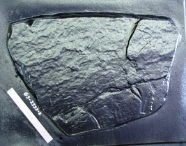 Giant Kidney Fieldstone SteppingStone Mold 24"x32"x2" for Concrete Rock #GS24322 image 2