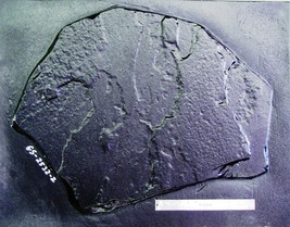 Giant Kidney Fieldstone SteppingStone Mold 24"x32"x2" for Concrete Rock #GS24322 image 6