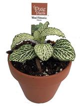 Silver Nerve Plant - Fittonia Verschaffeltii - 2.5" Pot - $19.99