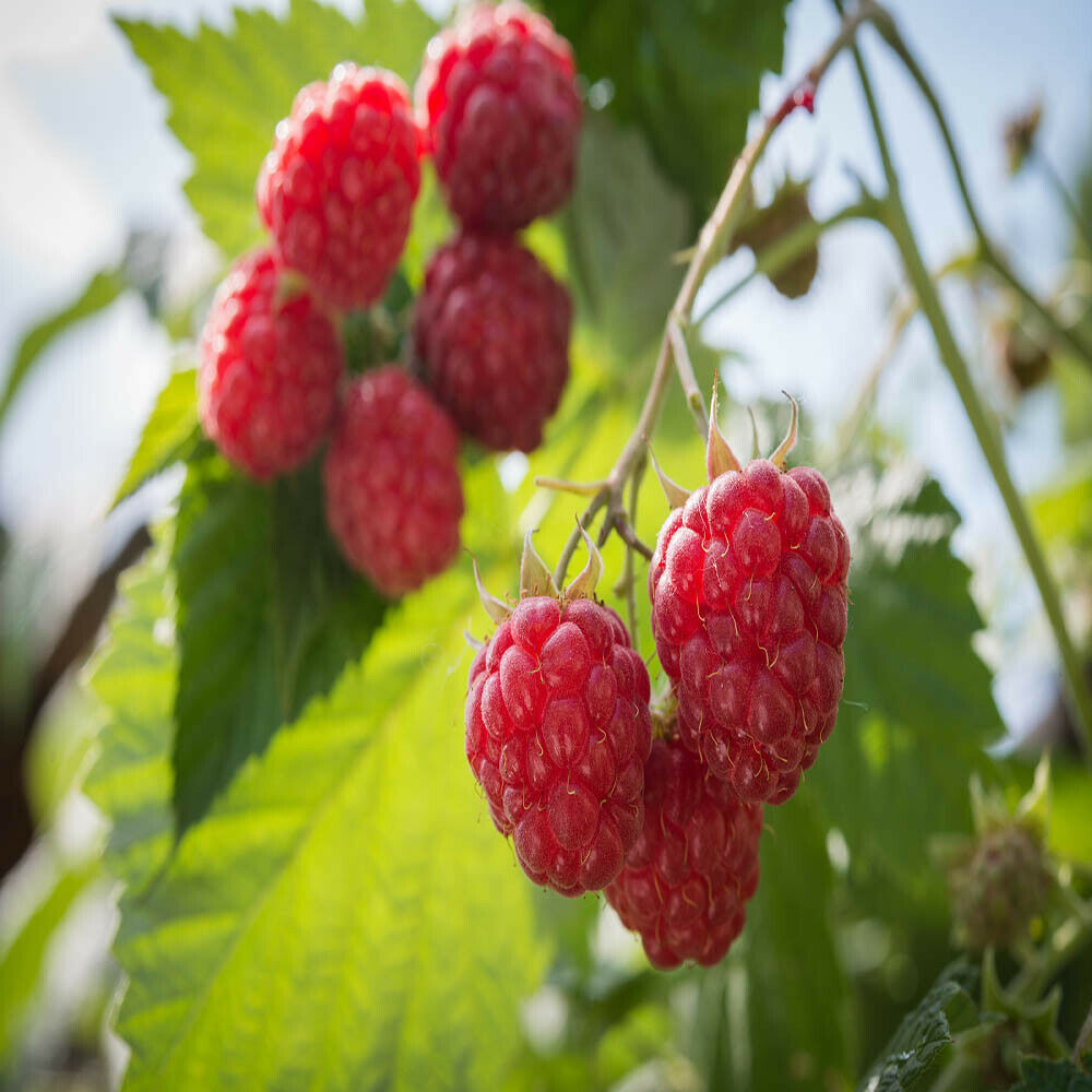 TulaMagic Raspberry -  1 Red Raspberry Plant - Everbearing - Organic Grown -