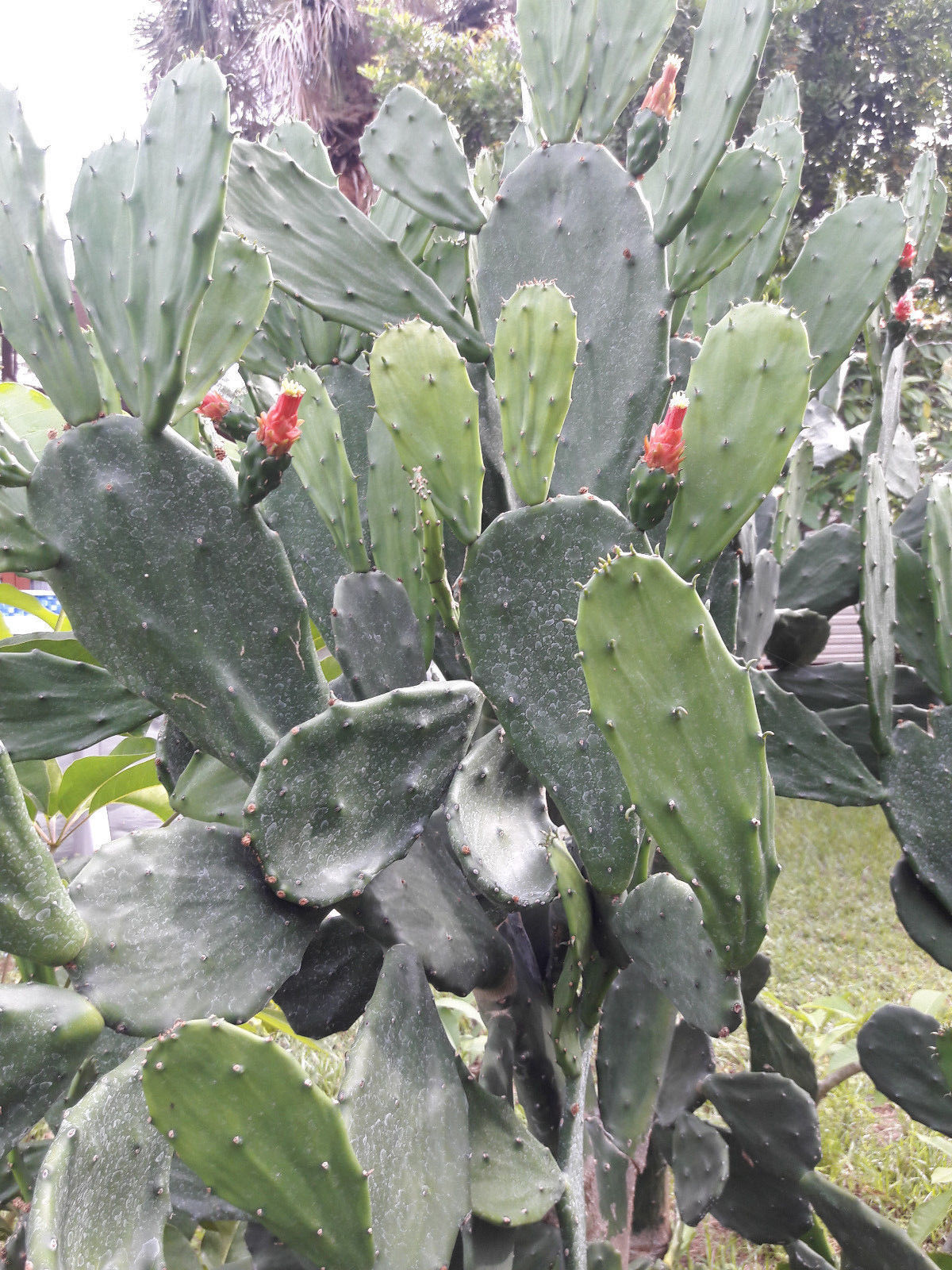 Opuntia Ellisia Spineless Thornless Edible Nopales Prickly Pear Cactus Pads