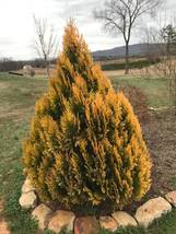 Golden Arborvitae tree qt. pot   (thuja plicata) image 6