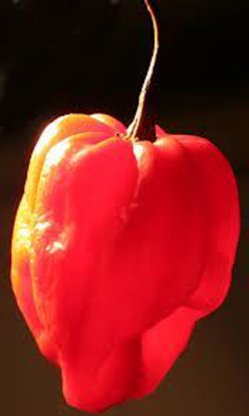 25 Carribean Red Pepper Seeds-1161C