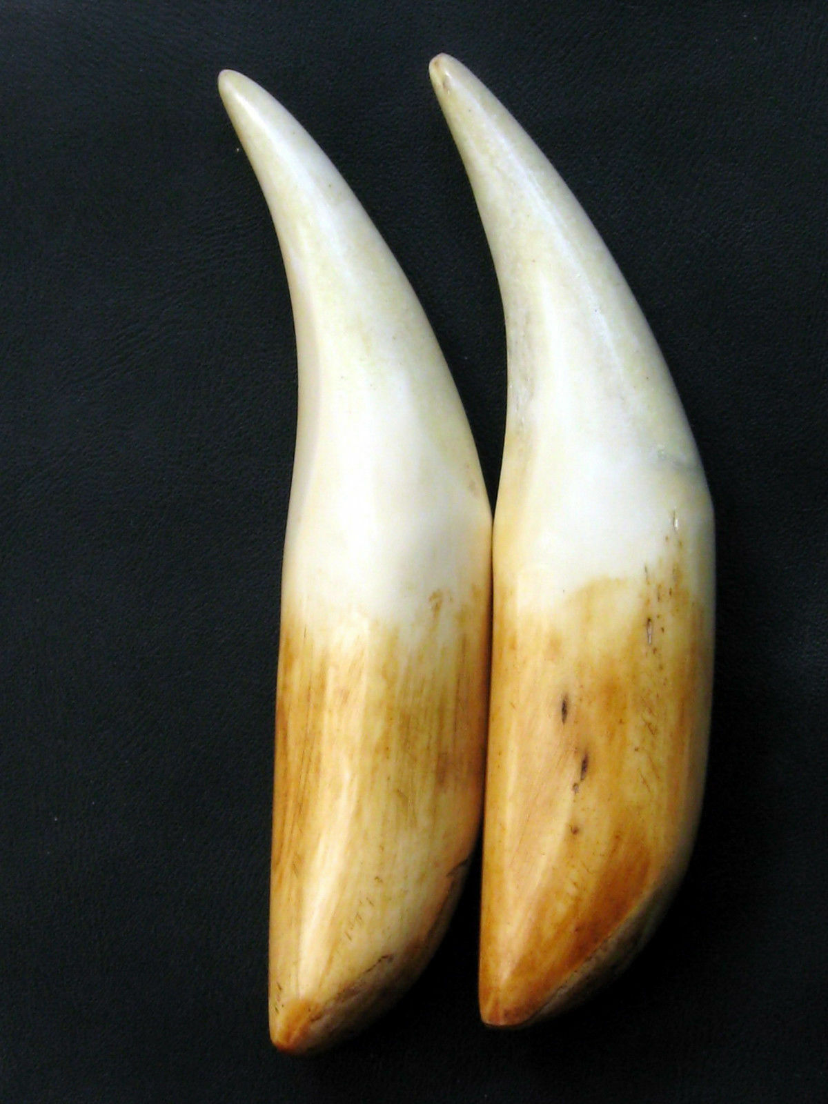 RARE SMALL PAIR BUDDHA HINDU TIGER-CANINE-TOOTH-FANG-TEETH NOT-REAL ...