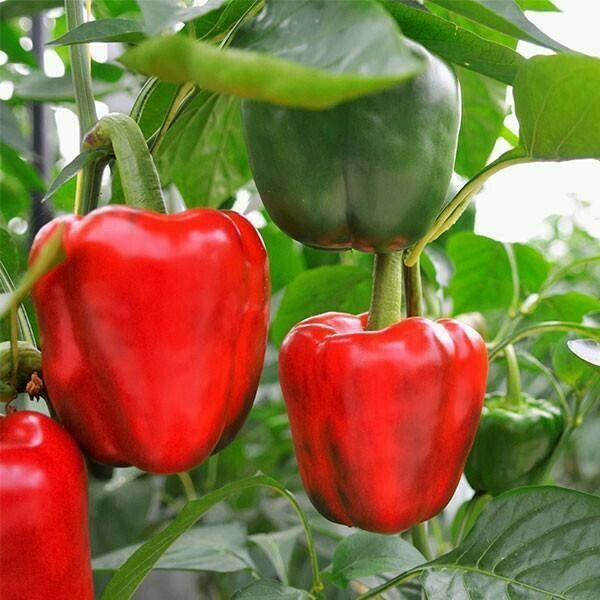 Red Bell Pepper 30+ HEIRLOOM seeds, PREMIUM STRAIN Inherited thru 2 Generations