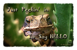 Greeting Card with Toad Just Peekin&#39; In  - $3.50