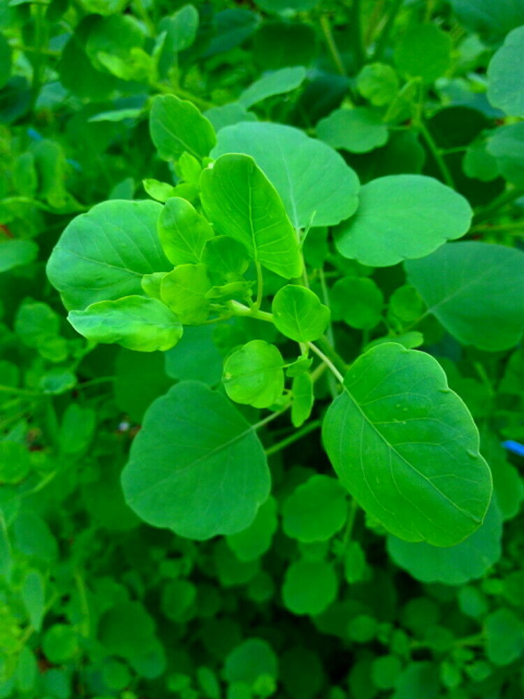 Papalo Mexican Herb Porophyllum Ruderale 100 Seeds Plants Seedlings   S L1600 