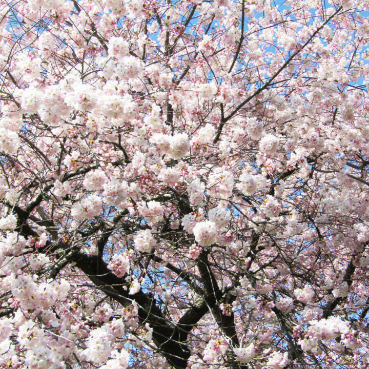 Akebono Flowering Cherry | Flowering Tree by Growing Home Farms ...
