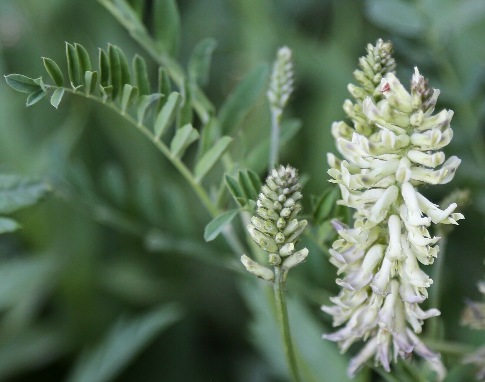 Glycyrrhiza lepidota AMERICAN LICORICE Perennial SEEDS #GRG03 - Seeds ...