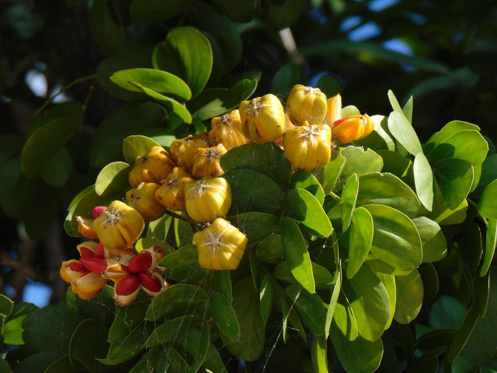 25 Seeds Lignum Vitae Tree Of Life Rare Guaiacum Sanctum - Other Seeds