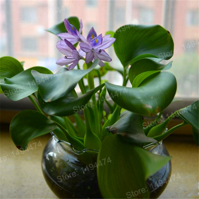 Water Hyacinth Seeds Flower Seeds Garden Pond Flowers For Garden Seeds
