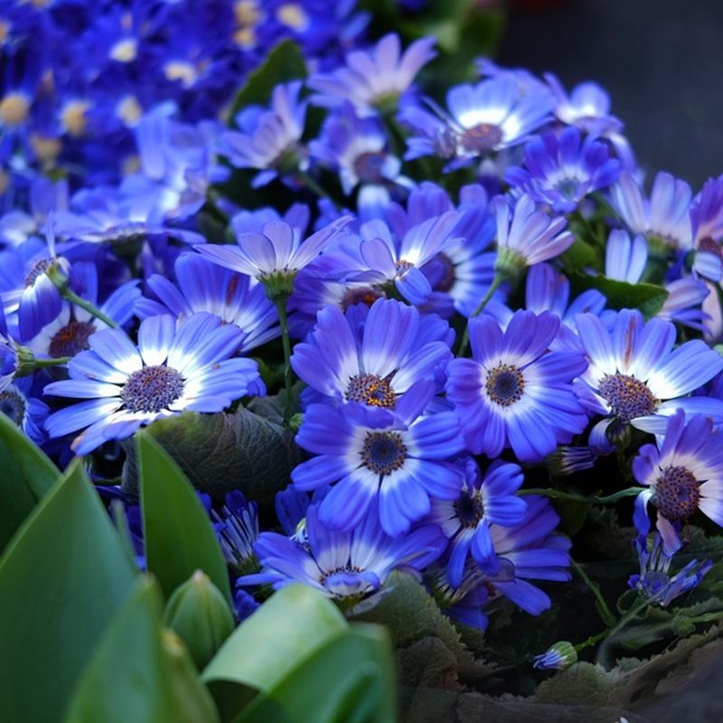 SAK PAYUNE SEEDS - 50 pcs Rare Flower Seeds Blue Daisy Flower Cineraria ...