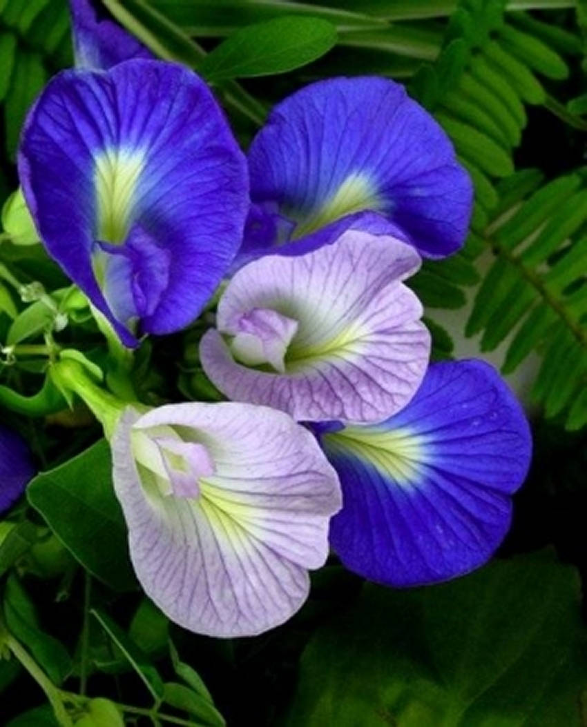 Thai Butterfly Pea flower seed, 25 Seeds Blue Butterfly Pea Vine ...