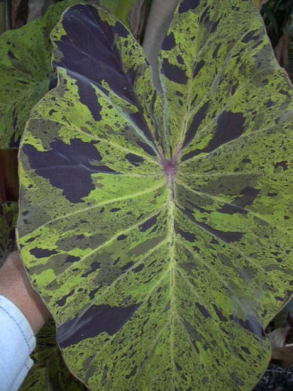 Mojito Elephant Ears Colocasia Elephant Ears Cold Hardy Tropical Pair