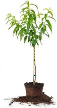 Flordaking Peach Tree 4-5ft. Tall  - Large Fruit   -   Heavy Producer image 1
