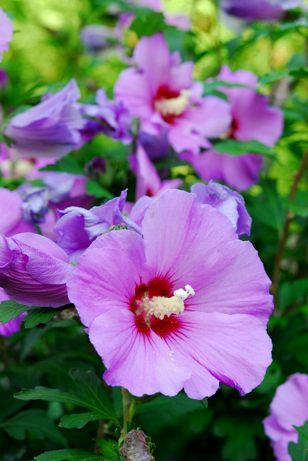 purple rose of sharon bush