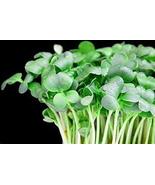 Upland Cress Seeds - &quot;Creasy Greens&quot; in the South - Mmmmmm...GOOD!!!!!!(... - $4.99
