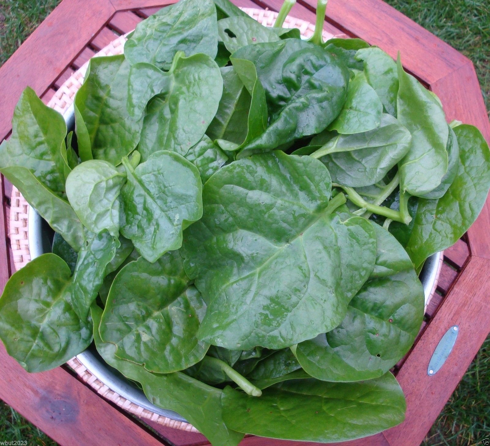 Green Malabar Spinach100 Seeds [Guyana Thick Leaf Callaloo] Fast
