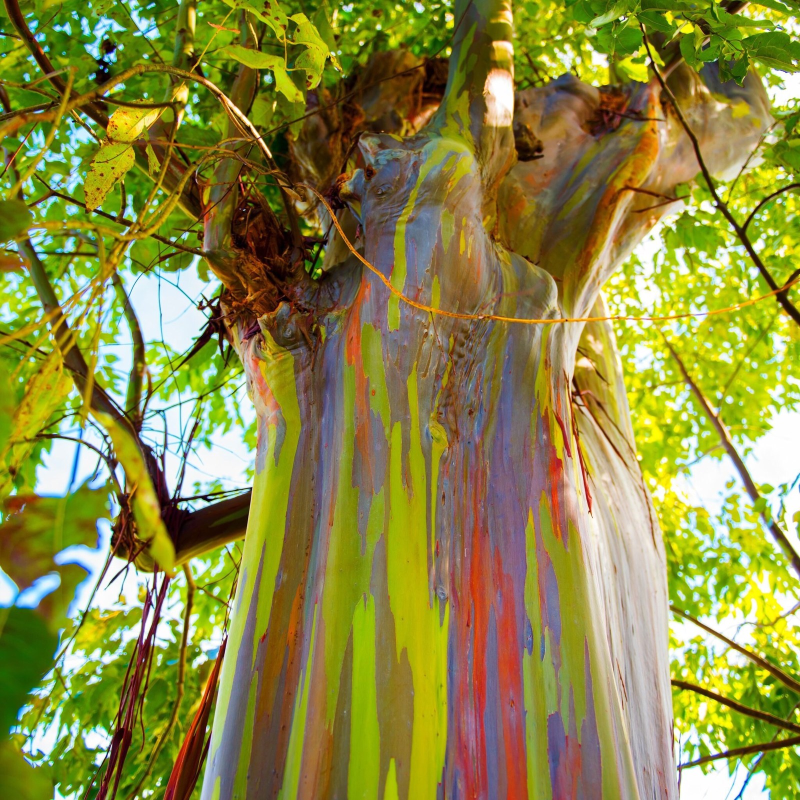 Rainbow Eucalyptus Tree Seeds - Seeds & Bulbs